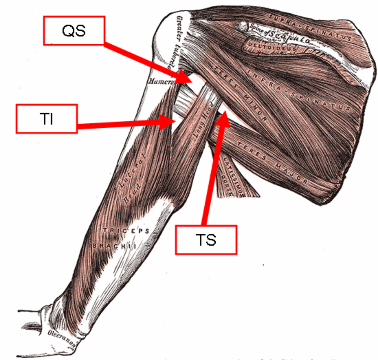 M longissimus Dorsi