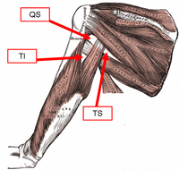 Muscles on the dorsum of the scapula, and the triceps brachii. Gray412-spaces.png