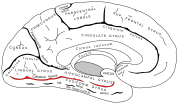 Miniatuur voor Sulcus collateralis