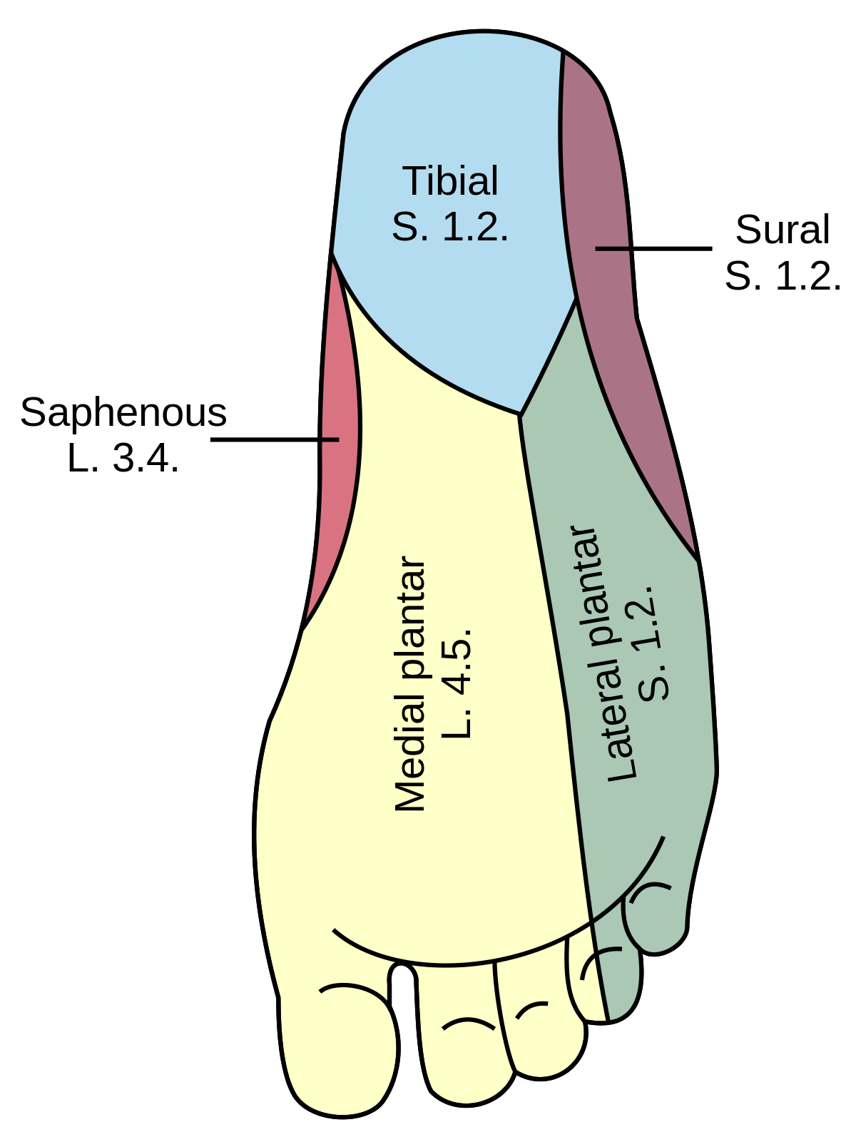 lateral femoral cutaneous nerve dermatome