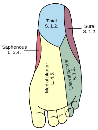 <span class="mw-page-title-main">Lateral plantar nerve</span>