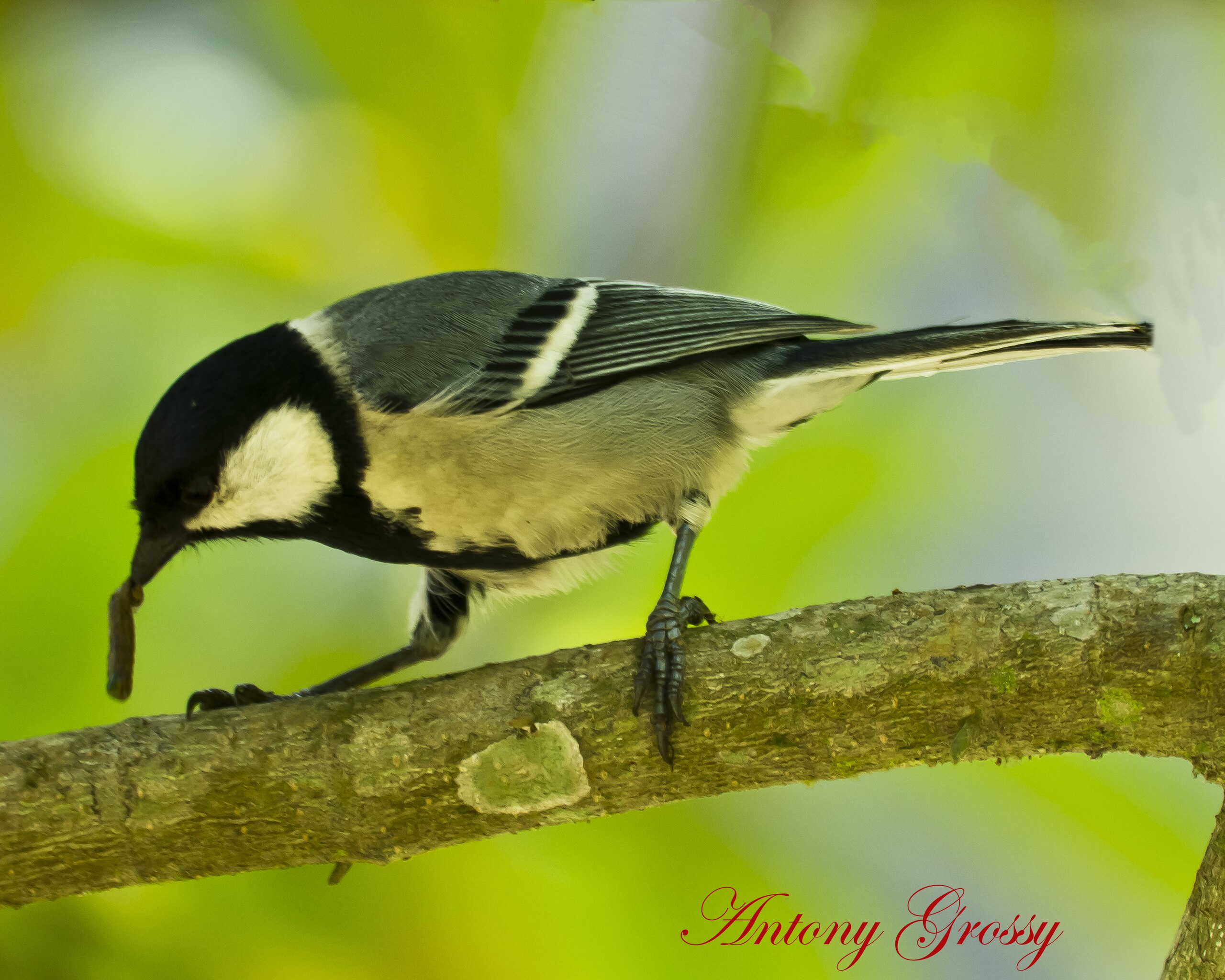 Great Tit, Parus Major. is a Passerine Bird in the Tit Family