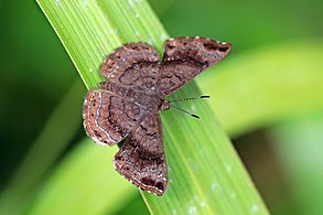 Greater scintillant (Calephelis sixola).jpg