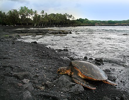 Green turtle basking on Punalu'u Beach in Ka'u