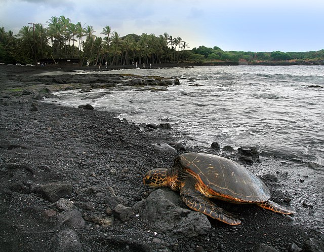 File:Green_turtle_Chelonia_mydas_is_basking_on_Punaluu_Beach_Big_Island_of_Hawaii.jpg