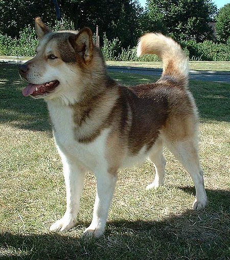 Fail:Greenland Dog.jpg