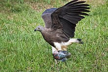 Grey-headed fish eagle with a freshly caught tilapia fish. Grey-headed fish eagle.jpg