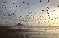 33 Gulls on Morro Strand State Beach uploaded by File Upload Bot (Magnus Manske), nominated by Tomer T