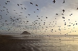 Gulls on Morro Strand State Beach.jpg