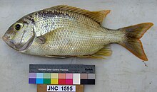 Gymnocranius oblongus, the fish host of Huffmanela filamentosa Gymnocranius oblongus JNC1595 Body.JPG
