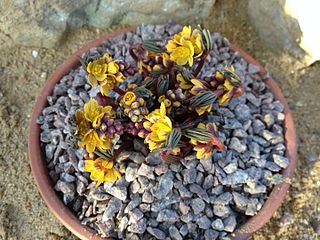 <i>Gymnospermium albertii</i> Species of flowering plant