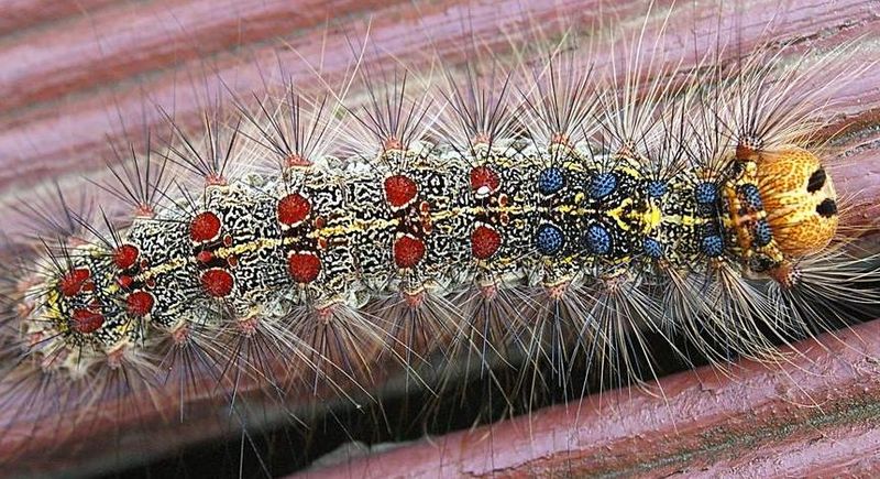 File:Gypsy moth caterpillar.JPG