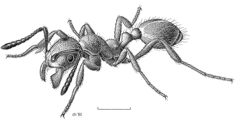 File:HYME Formicidae Huberia striata.png