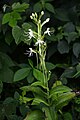 Habenaria macroceratitis