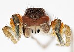 Miniatura para Habronattus mustaciatus