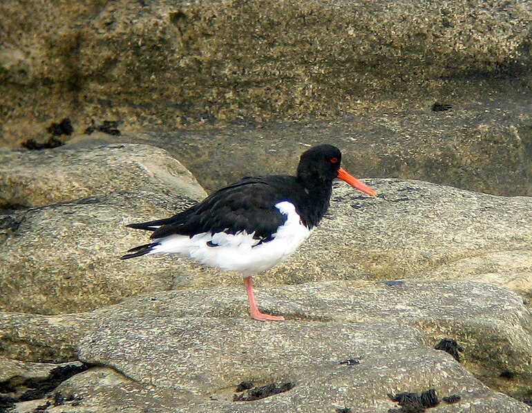 File:Haematopus ostralegus0.jpg