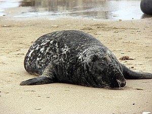 Gray seal