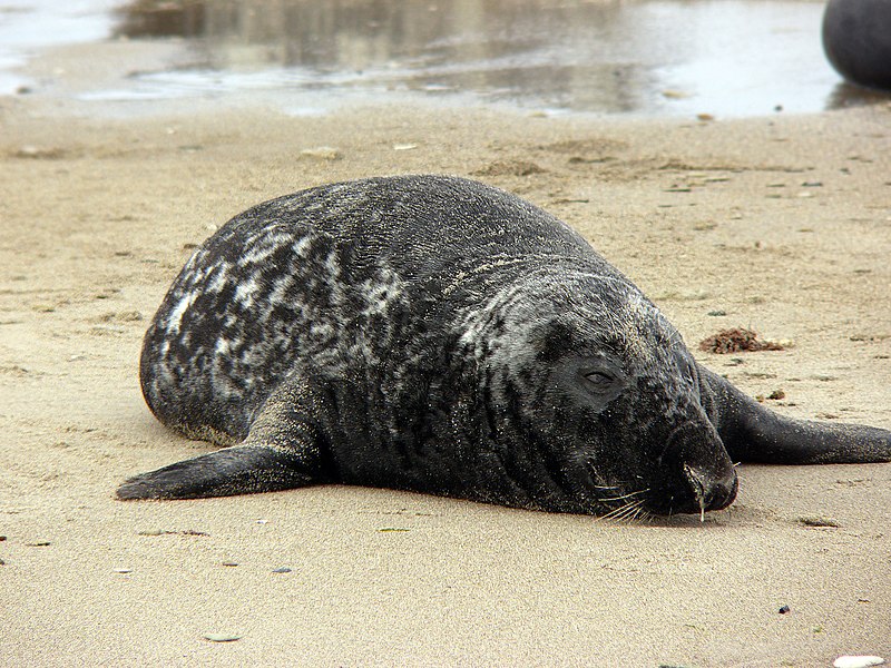 File:Halichoerus grypus male.jpg