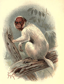 Handbook to the Primates Plate 16.jpg