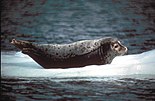 Harbor seal phoca vitulina.jpg