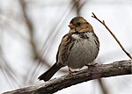 Thumbnail for File:Harris' Sparrow at Munson's Pond, Kelowna, BC, Canada in December.jpg