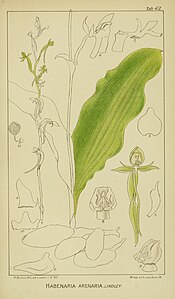 plate 42 Habenaria arenaria