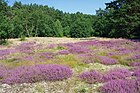 Sandheide am Höhbeck [D]