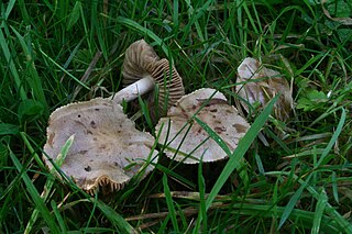 <i>Hebeloma gigaspermum</i> Species of fungus