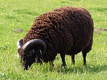 Namesake of the idiom "black sheep" Hebridean ram.jpg