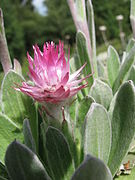 Helichrysum ecklonis (Ecklon's Everlasting), flower