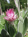   Helichrysum ecklonis