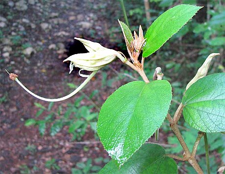 File:Helicteres-Yucatán-Flowers.jpg