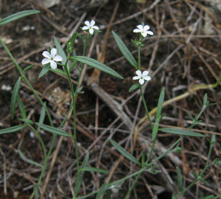 <i>Heliotropium tenellum</i> Species of flowering plant in the family Boraginaceae