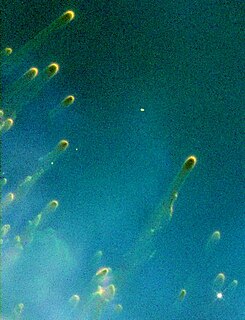 Cometary knot sometimes called simply a "knot", a feature of planetary nebulae