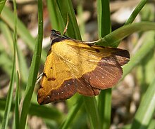 Hemeroplanis skopulepes - o'zgaruvchan tropik kuya. Erebidae (37579149294) .jpg