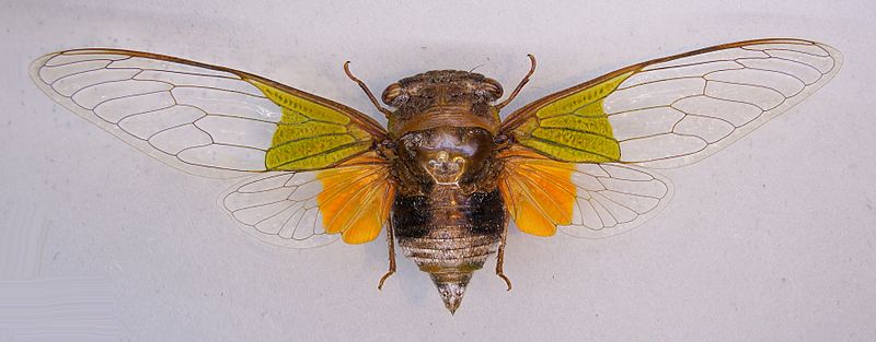 File:Hemisciera maculipennis TPopp.jpg