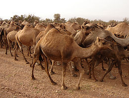 Tevecsorda Marokkóban