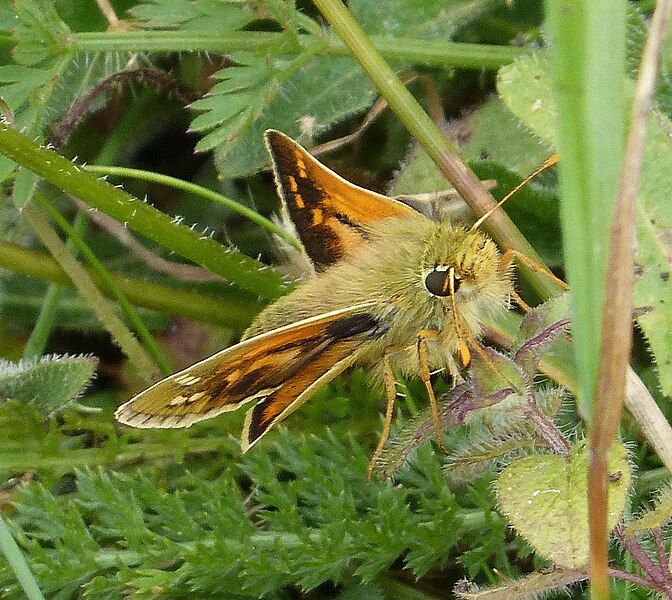 File:Hesperia comma - Flickr - gailhampshire (6).jpg