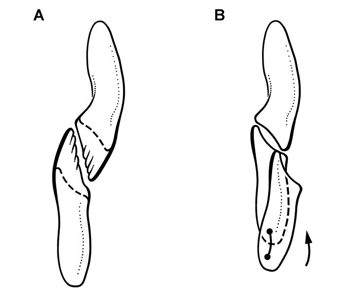 File:Heterodontosaurus tooth wear.jpg