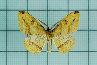 <i>Heterolocha biplagiata</i> Species of moth