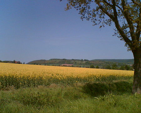 Heukenberg Brassica napus