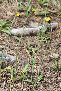 <i>Hieracium triste</i> Species of flowering plant