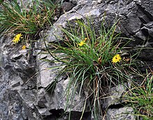 Hieracium porrifolium 1.jpg