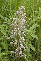 Français : Himantoglossum hircinum Au niveau des sables de Bracheux à Beauvais (Somme), France