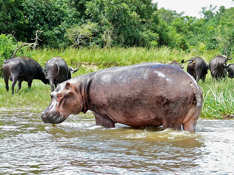 File:Hippo (Hippopotamus amphibius) (6922020464).jpg