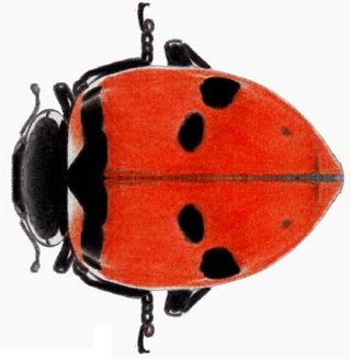 <i>Hippodamia quinquesignata</i> Species of beetle