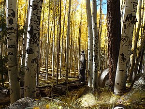 Bosque de álamos en la reserva