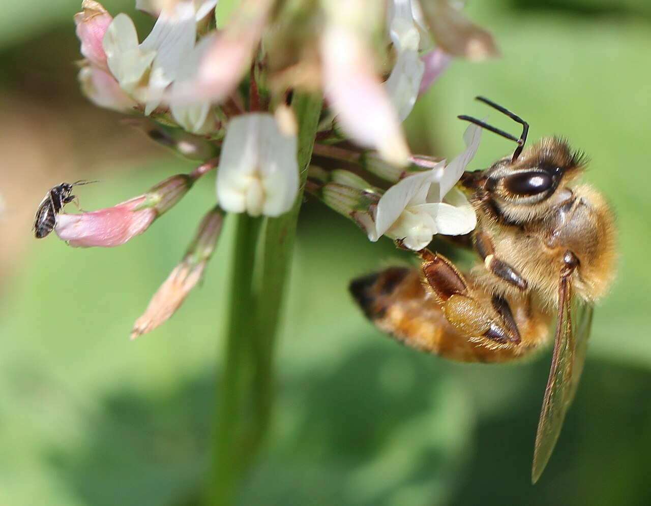 Baby bee pictures