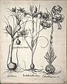 copper engraving print 1640 b/w