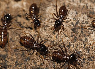 <i>Hospitalitermes monoceros</i> Species of termite